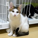 3月9日店ひたちなかに参加するのネコスぺ事務局の保護猫08