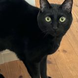 3月9日店ひたちなかに参加するのネコスぺ事務局の保護猫09