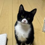 3月9日店ひたちなかに参加するのネコスぺ事務局の保護猫11