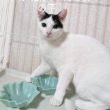 3月9日店ひたちなかに参加するのネコスぺ事務局の保護猫12