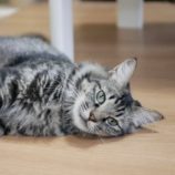 3月9日店ひたちなかに参加するのネコスぺ事務局の保護猫13