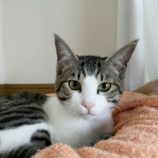 3月9日店ひたちなかに参加するのネコスぺ事務局の保護猫14