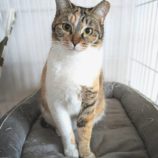 3月9日店ひたちなかに参加するのネコスぺ事務局の保護猫15