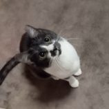 3月9日店ひたちなかに参加するのネコスぺ事務局の保護猫17