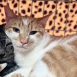 3月9日店ひたちなかに参加するのネコスぺ事務局の保護猫19