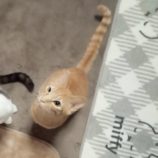 3月9日店ひたちなかに参加するのネコスぺ事務局の保護猫20