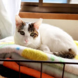 3月9日店ひたちなかに参加するのネコスぺ事務局の保護猫21