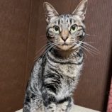 3月16日のひたちなか店に参加するホーリーキャットの保護猫01