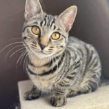 3月16日のひたちなか店に参加するホーリーキャットの保護猫02