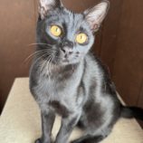 3月16日のひたちなか店に参加するホーリーキャットの保護猫03