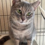 3月16日のひたちなか店に参加するホーリーキャットの保護猫04