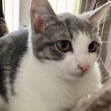 3月16日のひたちなか店に参加するホーリーキャットの保護猫05