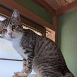 3月16日のひたちなか店に参加するホーリーキャットの保護猫06