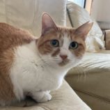 3月16日のひたちなか店に参加するホーリーキャットの保護猫07