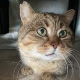 3月16日のひたちなか店に参加するホーリーキャットの保護猫08