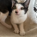 3月16日のひたちなか店に参加するホーリーキャットの保護猫09