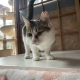 3月16日のひたちなか店に参加するホーリーキャットの保護猫10