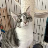 3月16日のひたちなか店に参加するホーリーキャットの保護猫11