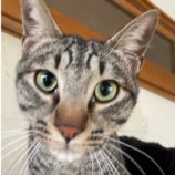 3月16日のひたちなか店に参加するホーリーキャットの保護猫12