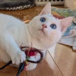 3月16日のひたちなか店に参加するホーリーキャットの保護猫13