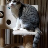 3月16日のひたちなか店に参加するホーリーキャットの保護猫14