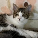 3月16日のひたちなか店に参加するホーリーキャットの保護猫15