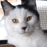 3月16日のひたちなか店に参加するホーリーキャットの保護猫17