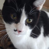 3月16日のひたちなか店に参加するホーリーキャットの保護猫18