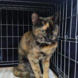 3月16日のひたちなか店に参加するホーリーキャットの保護猫19