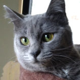 3月16日のひたちなか店に参加するホーリーキャットの保護猫20