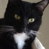 3月16日のひたちなか店に参加するホーリーキャットの保護猫21