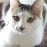 3月16日のひたちなか店に参加するホーリーキャットの保護猫22