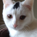 3月16日のひたちなか店に参加するホーリーキャットの保護猫23