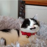 3月16日のひたちなか店に参加するホーリーキャットの保護猫24