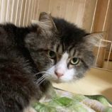 4月5日の市原店に参加する花ねこ千葉の保護猫01