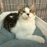 4月5日の市原店に参加する花ねこ千葉の保護猫02