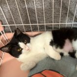 4月5日の市原店に参加する花ねこ千葉の保護猫03