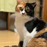 4月5日の市原店に参加する花ねこ千葉の保護猫04