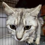 4月5日の市原店に参加する花ねこ千葉の保護猫05