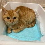 4月5日の市原店に参加する花ねこ千葉の保護猫06