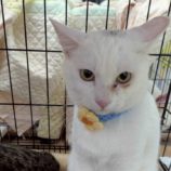 4月5日の市原店に参加する花ねこ千葉の保護猫07