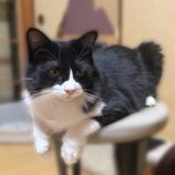 4月5日の市原店に参加する花ねこ千葉の保護猫08