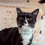 4月5日の市原店に参加する花ねこ千葉の保護猫10