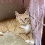 4月5日の市原店に参加する花ねこ千葉の保護猫13