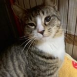 4月5日の市原店に参加する花ねこ千葉の保護猫20