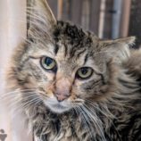 4月5日の市原店に参加する花ねこ千葉の保護猫21