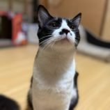 4月5日の市原店に参加する花ねこ千葉の保護猫22