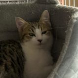 4月5日の市原店に参加する花ねこ千葉の保護猫23