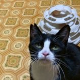 4月5日の市原店に参加する花ねこ千葉の保護猫25