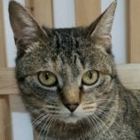 3月22日の君津店に参加する富津ねこネットの保護猫01